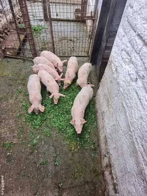 Purcei landrace cu pietrean  - imagine 3