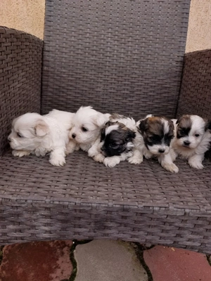 Shitzu rasa pura  - imagine 5