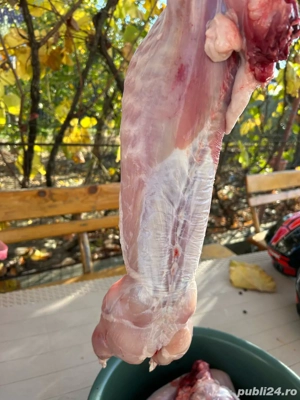 Carcase de iepure - imagine 2