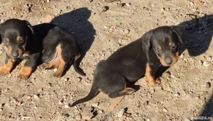 De vanzare catei Teckel