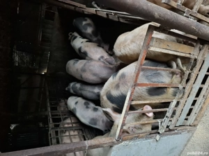 porcii pentru Crăciun 