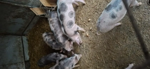 Porci Landrace&Duroc