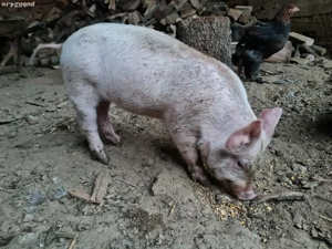 Purcei 8 săptămâni