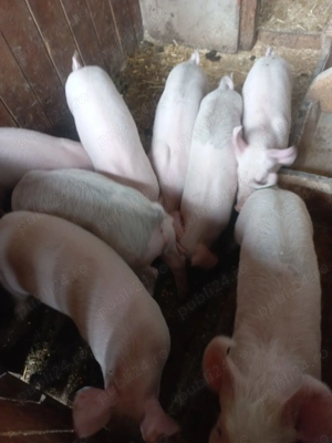 Purcei de vânzare, 350 lei buc