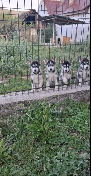Căței husky cu ochii albaștrii 