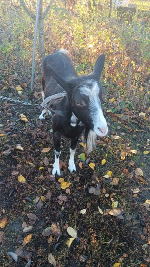 Vând capra de lapte 