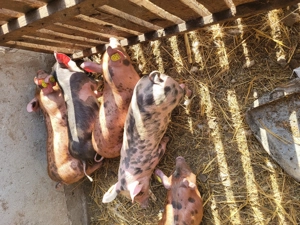 Vand purcei - imagine 2