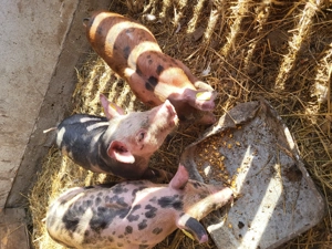 Vand purcei - imagine 4