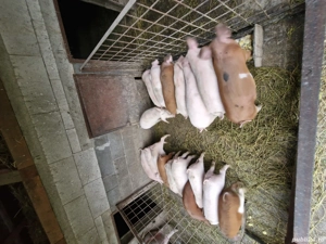 Vor alta casă.  - imagine 3