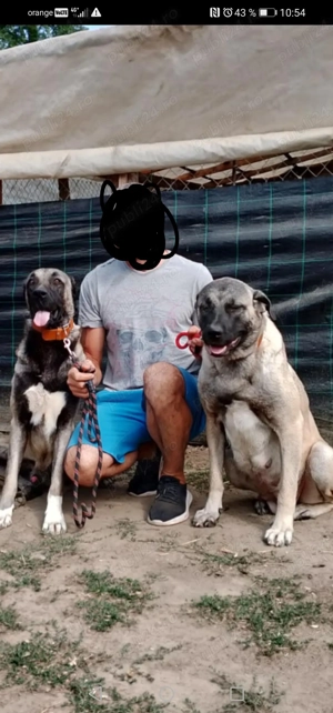 Kangal 2 fetite de 7 săptămâni  - imagine 2