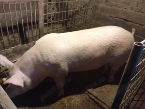 Porc devanzare.rasa marele alb.230-240kg