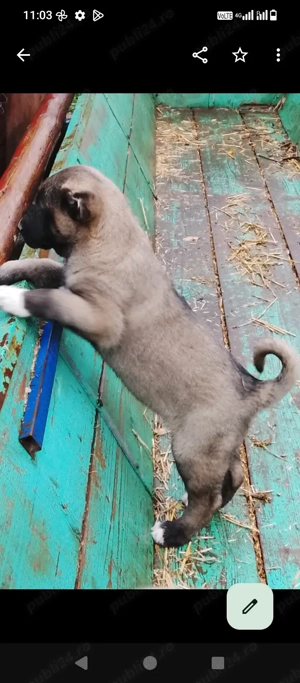 Kangal 2 fetite de 7 săptămâni  - imagine 3