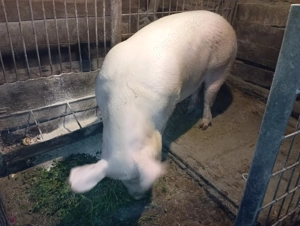 Porc devanzare.rasa marele alb.230-240kg - imagine 2