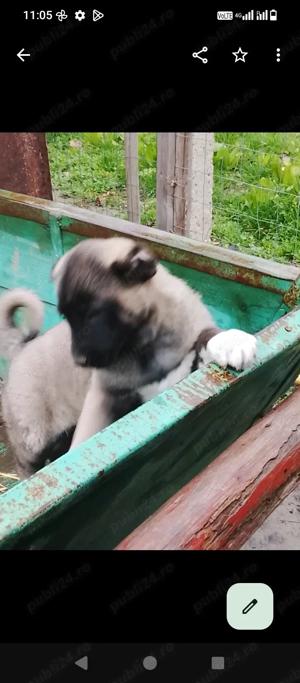 Kangal 2 fetite de 7 săptămâni  - imagine 5