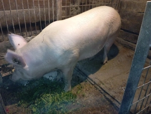 Porc devanzare.rasa marele alb.230-240kg - imagine 3