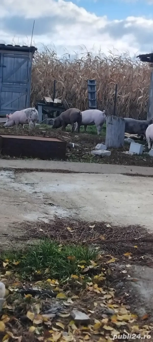 Vand soldani  - imagine 2