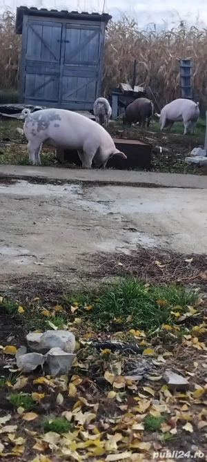 Vand soldani  - imagine 4