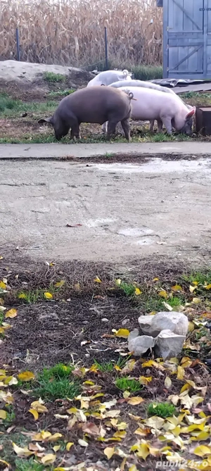 Vand soldani  - imagine 5