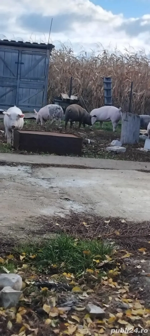 Vand soldani  - imagine 3