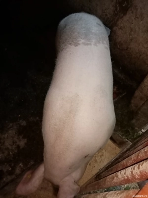 Porc de vinzare 