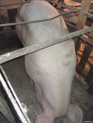 porc de vanzare  - imagine 4