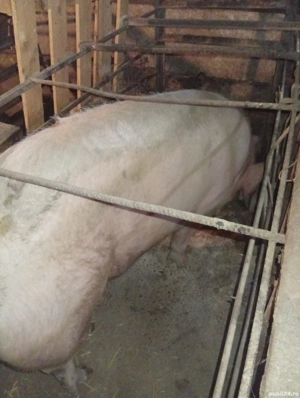 porc de vanzare  - imagine 2