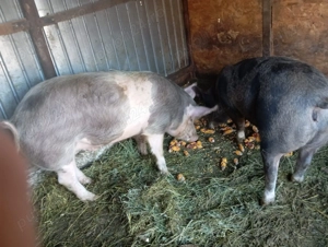 Porci grasuni de vanzare - imagine 2