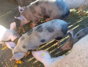 Porci grasuni de vanzare - imagine 4