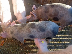 Porci grasuni de vanzare - imagine 3