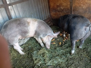 Porci grasuni de vanzare