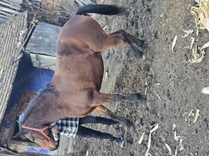 Vând iapa Bună de tras - imagine 4