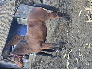 Vând iapa Bună de tras - imagine 2