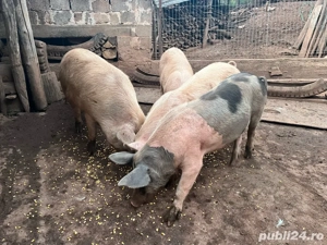 porcii de vanzare  - imagine 2