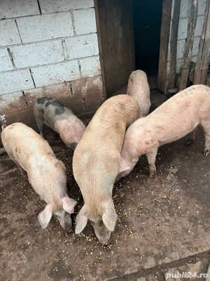 porcii de vanzare  - imagine 5