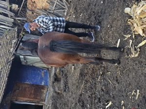 Vând iapa Bună de tras - imagine 6