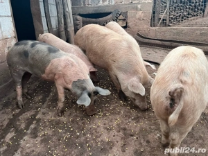 porcii de vanzare  - imagine 3