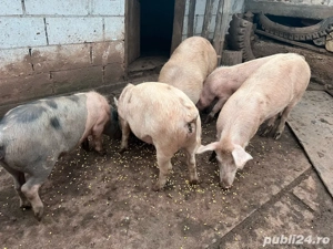 porcii de vanzare  - imagine 4