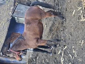 Vând iapa Bună de tras - imagine 5