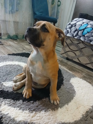 Amstaff de vânzare 