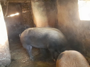 Vindem Porci Pentru Sacrificat - imagine 4