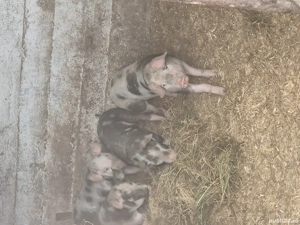 Vand purcei  - imagine 5