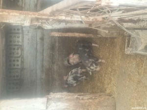 Vand purcei  - imagine 3