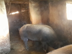 Vindem Porci Pentru Sacrificat - imagine 3