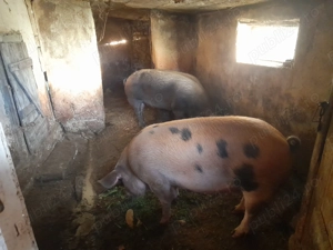 Vindem Porci Pentru Sacrificat