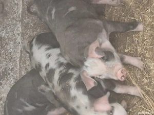 Vand purcei  - imagine 2