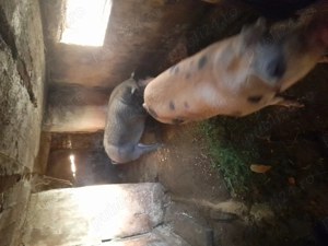 Vindem Porci Pentru Sacrificat - imagine 2