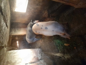 Vindem Porci Pentru Sacrificat - imagine 5