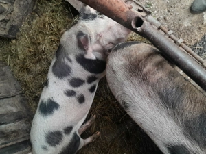 Vând porci 120 180 Dochia 