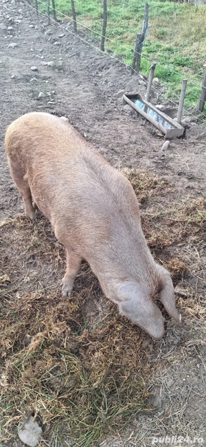 Scroafă duroc de vânzare !