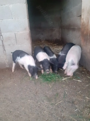 Vand purcei bazna cu pietran